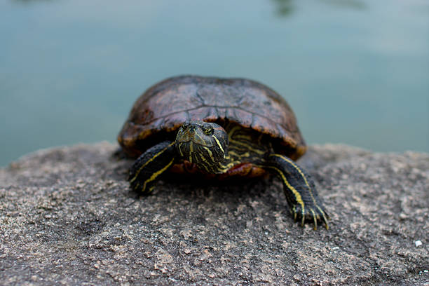 Turtle on the rock. stock photo