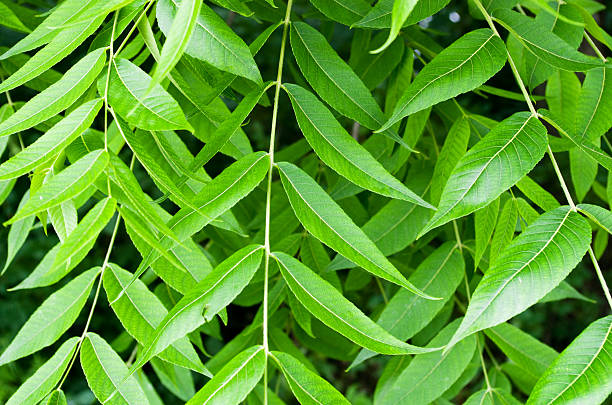istock Curtain from green leaves 468419133