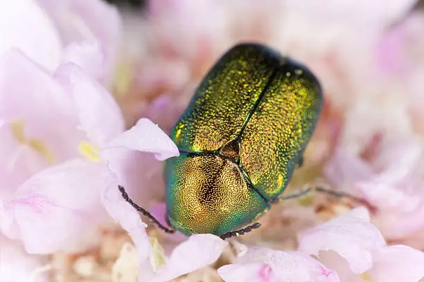 Leaf beetle, Cryptocepalus, Chrysomelidae species feeding on pink flower, extreme close-up