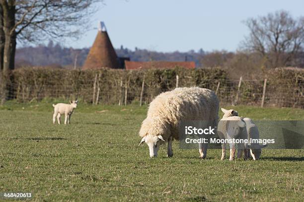 Pecore Nel Kent Inghilterra - Fotografie stock e altre immagini di Agnello - Animale - Agnello - Animale, Allevamento ovino, Ambientazione esterna