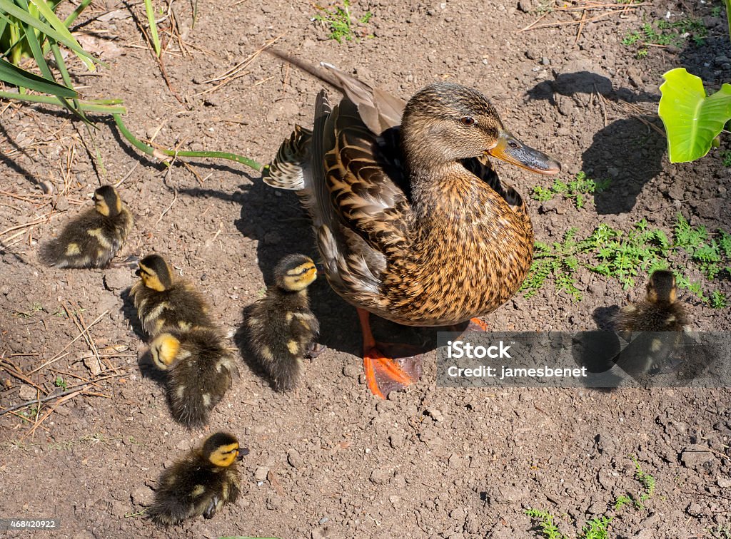 Mallard Ducklings mit Mutter - Lizenzfrei 2015 Stock-Foto