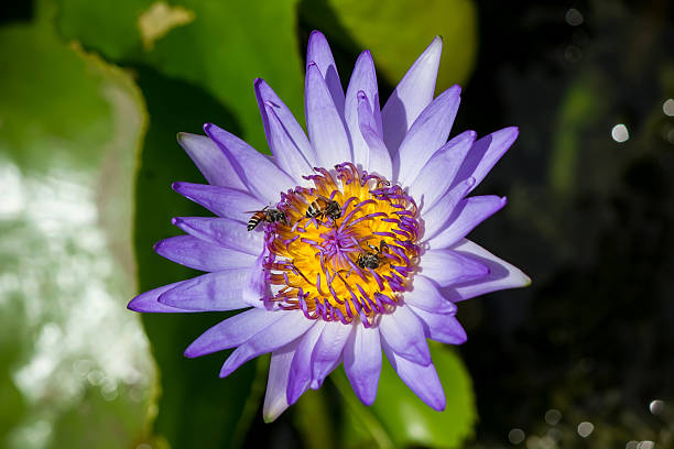 istock Purple Lotus and bee Close-up 468421099