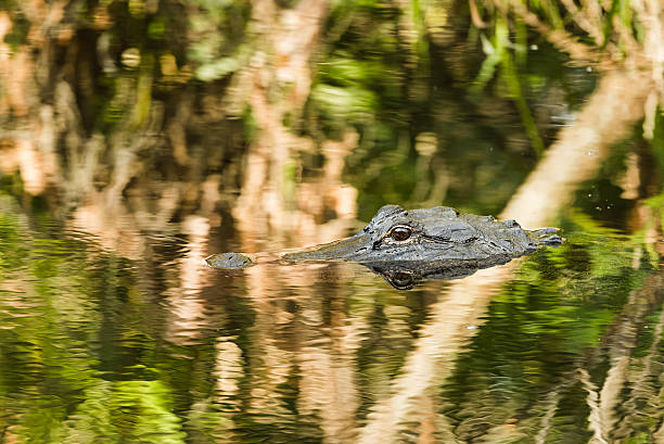 istock The Hunting Alligator 468421140