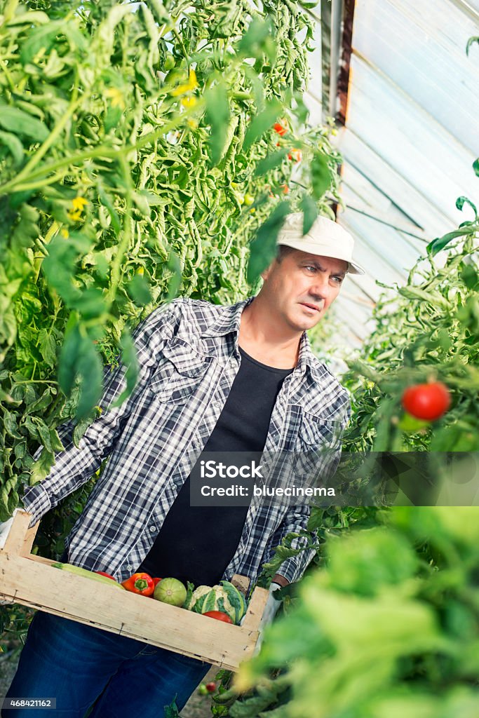 Cosecha de verduras frescas - Foto de stock de 2015 libre de derechos