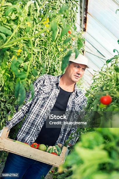 Cosecha De Verduras Frescas Foto de stock y más banco de imágenes de 2015 - 2015, Adulto, Agarrar