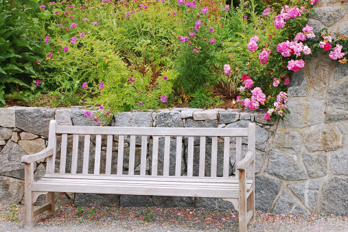 Wooden bench in rose garden