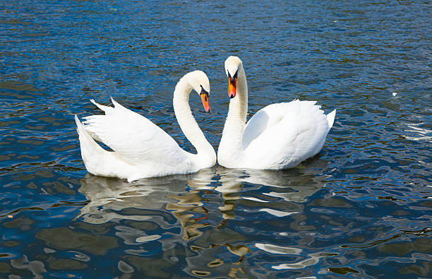 istock Swans in love, Hyde park lake 468421620