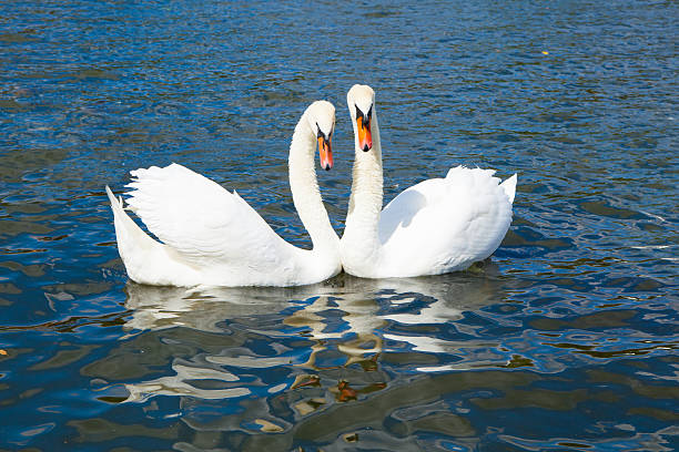 istock Swans in love, Hyde park lake 468421622