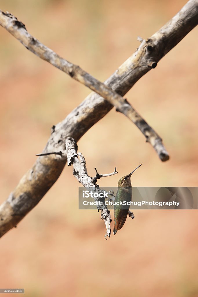 루퍼스벌새 Selasphorus rufus 야생조류 - 로열티 프리 감각 지각 스톡 사진