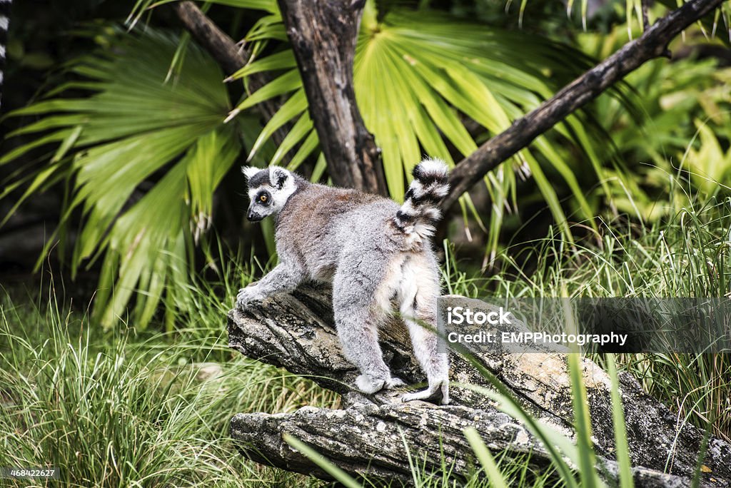 Lemure dalla coda ad anello - Foto stock royalty-free di Ambientazione esterna