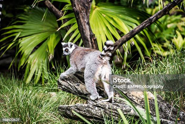 Lemure Dalla Coda Ad Anello - Fotografie stock e altre immagini di Ambientazione esterna - Ambientazione esterna, Animale, Animale selvatico