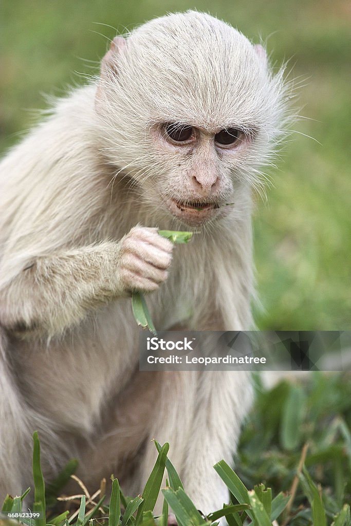 Foto de Macaco Vervet e mais fotos de stock de Albino - Albino, Macaco,  Animais de Safári - iStock