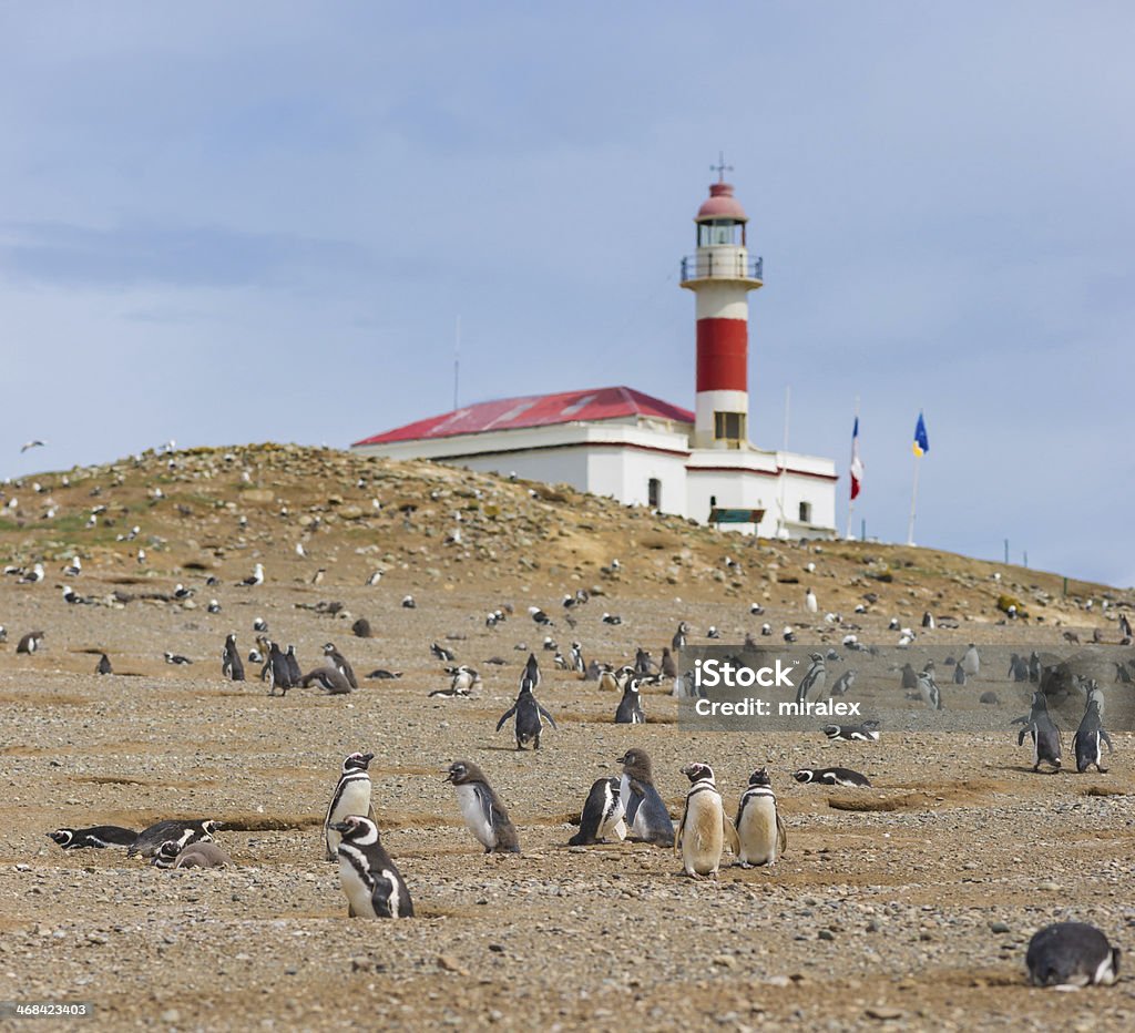 Magellan (Magellanic) Penguins - Foto stock royalty-free di Magdalena