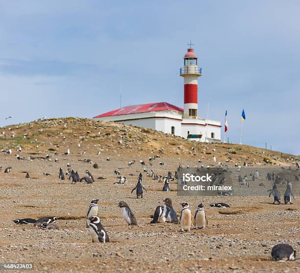 Magellan Penguins - Fotografie stock e altre immagini di Magdalena - Magdalena, Isola, Cile