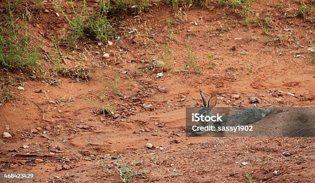 Rabbit Sylvilagus Audubonii - ウサギ肉のストックフォトや画像を多数ご用意 - ウサギ肉, カイウサギ, ジャックウサギ