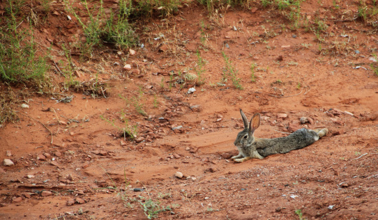 Rabbit Sylvilagus audubonii 