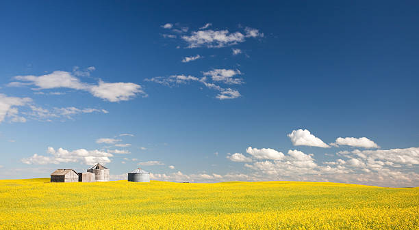 istock Canola Field and Grain Bins 468423441