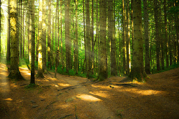 Forest with light stock photo