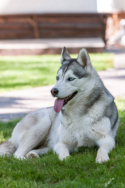 istock Portrait of Siberian Husky 468424682