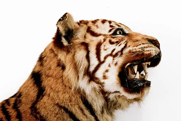 Photo of Head of Taxidermied Bengal Tiger