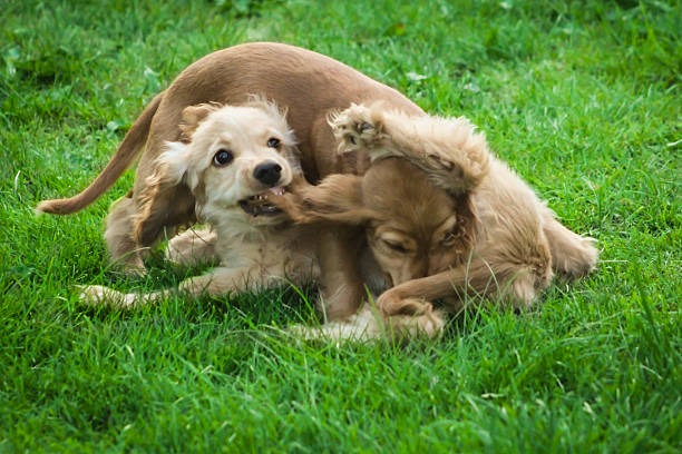 istock Puppy Fight Best Friends 468425653