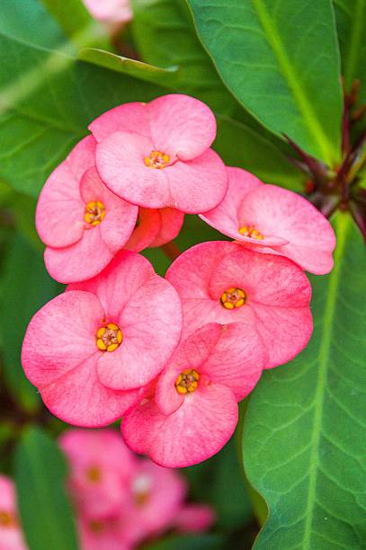 istock pink Euphorbia flower 468425736