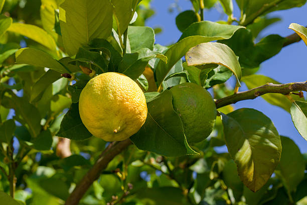 istock Yellow and green lemons hanging on tree 468426147