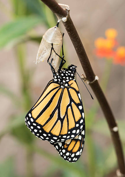 istock Monarch butterfly that has just emerged from a cocoon 468426166