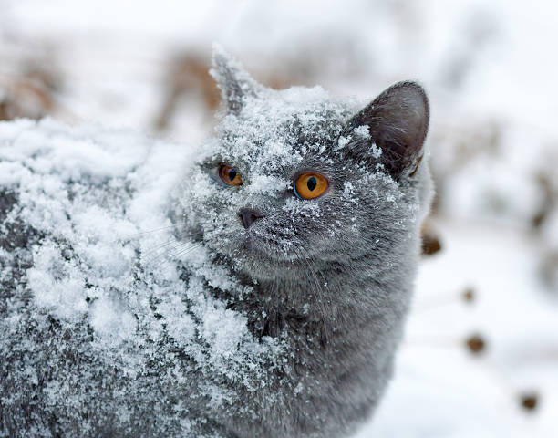 istock Cute cat covered with snow walking outdoors in winter 468426536