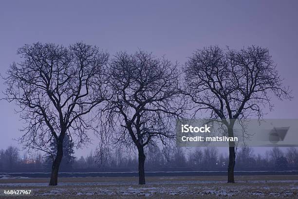 Árvores À Noite - Fotografias de stock e mais imagens de Agricultura - Agricultura, Ajardinado, Ao Ar Livre