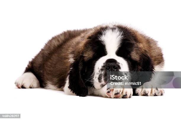 Saint Bernard Cachorrinho Isolado A Branco - Fotografias de stock e mais imagens de Abeto - Abeto, Animal, Animal de Estimação