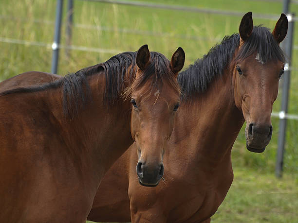 istock horse heads 468428981