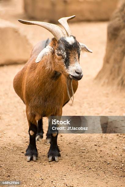 Pygmy Goat Stock Photo - Download Image Now - 2015, Adult, Agriculture