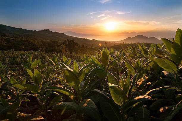 tabacco campo in indonesia - tobacco foto e immagini stock