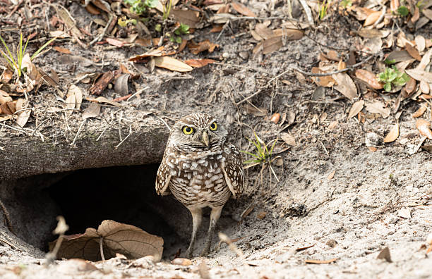 Burrowing Owl The burrowing owl was located on Cape Coral.  Cape Coral encourages burrowing owls o nest there.  They rope off the burrow so provide a comfort zone for the owls.  He was curious about us but were quite comfortable with us around. burrowing owl stock pictures, royalty-free photos & images