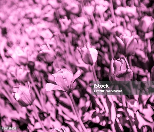 Beautiful Tulips Stock Photo - Download Image Now - 2015, Close-up, Day