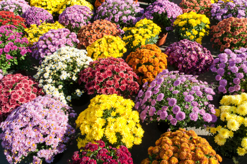 Background with beautiful colorful potted chrysanthemums smiling in the late summer afternoon sunshine