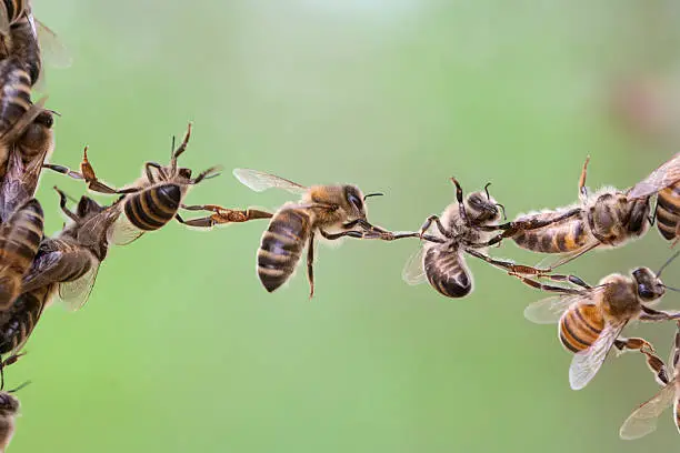 Bees making a chain to bridge two bee swarm parts in one. It is a metaphor for business or community situations such as teamwork, partnership, cooperation, company merger, bridging the gap, link.