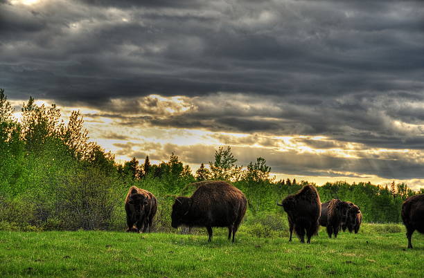 istock Bison in the canadian prairies 468431351