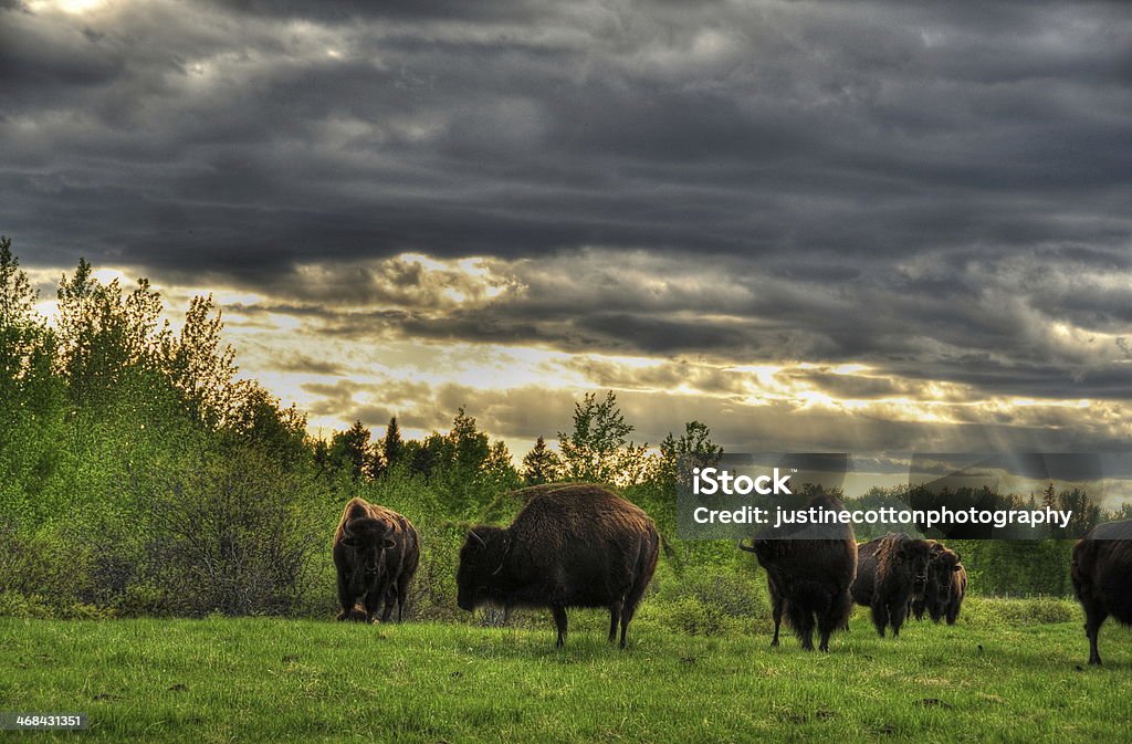 Bison in the canadian prairies Agricultural Field Stock Photo