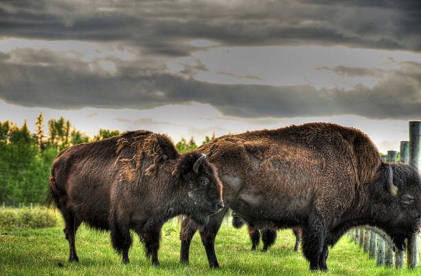 istock Bison in the canadian prairies 468431381