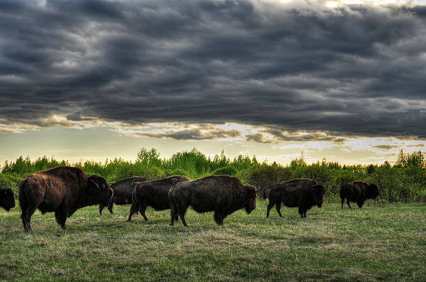 Bison in the canadian prairies