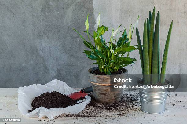 Calla And Sanseveria Plants In Pots Recently Planted Stock Photo - Download Image Now