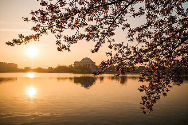 istock Sunrise with Cherry Blossoms and the Jefferson Memorial 468434801