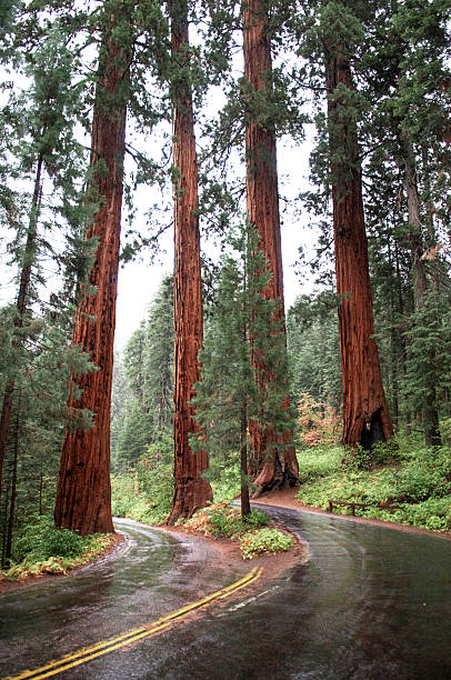 Four gigantic Redwood trees frames two lanes of road. stock photo