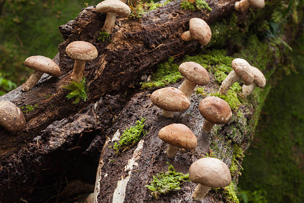 Shiitake mushroom growing on trees Shiitake mushroom growing on trees shiitake mushroom photos stock pictures, royalty-free photos & images