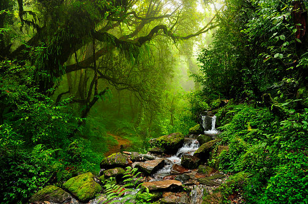 istock Rocky stream and rainforest in Selva de Nepal 468435700