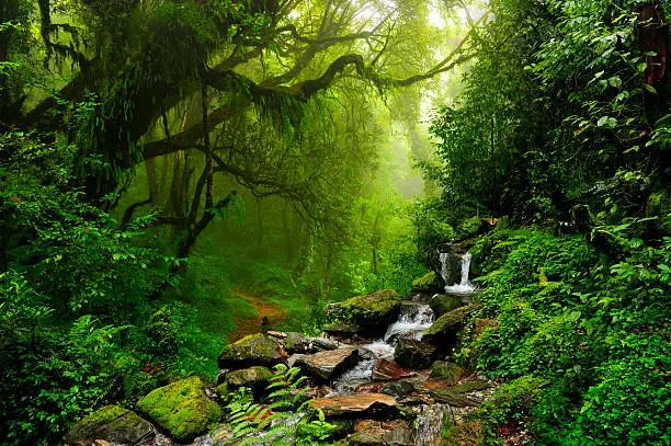 Photo of Rocky stream and rainforest in Selva de Nepal