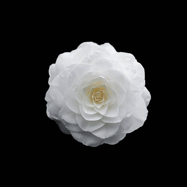 flower of camellia white flower are in full bloom. camellia stock pictures, royalty-free photos & images