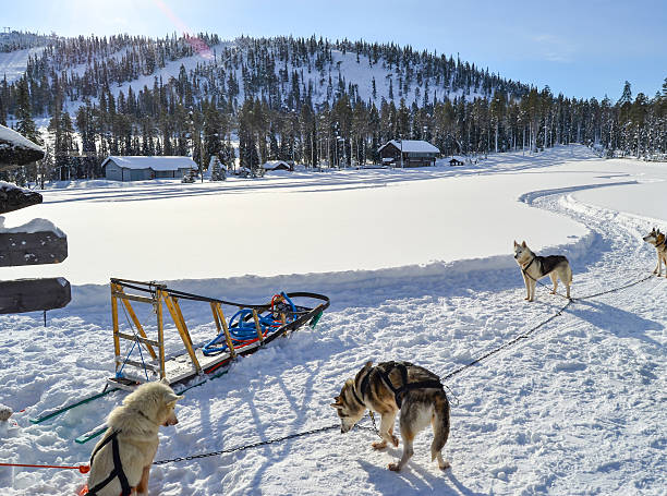 istock Husky dogs and sleigh in winter 468436092